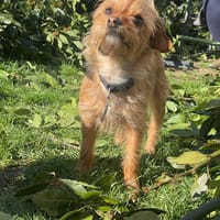 SPARK et BELLA, chien à adopter