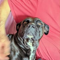 Paty, se languit de trouver sa famille, chienne à adopter