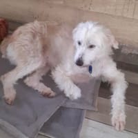 SNOW, chienne à adopter