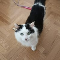 SIMBA, chat à adopter