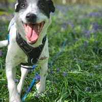Vador l'adorable petit guerrier tripatte, chien à adopter
