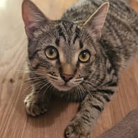 albator, chat à adopter