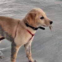 Siréna, notre petite miraculée, chienne à adopter