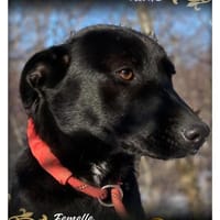 Nicka, chienne à adopter