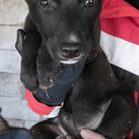 Pricha, chienne à adopter