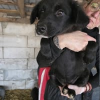 Ailani, chienne à adopter