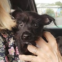 MEZZO le rikiki, chien à adopter