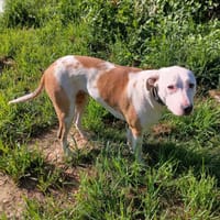 Romy, femelle, X Berger, née le 02/10/2022, chienne à adopter