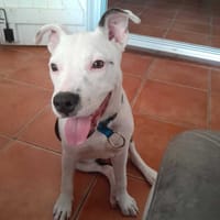 Rose, Femelle, X Berger, née le 12/10/2025, chienne à adopter