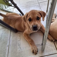 DJANIS, chiot mâle Berger créole, chien à adopter