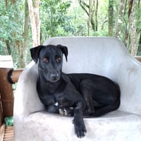 USLA, Femelle croisée créole, chienne à adopter