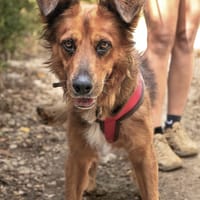 🐾 À L’ADOPTION : HEAVEN, mâle croisé créole 🐾, chien à adopter