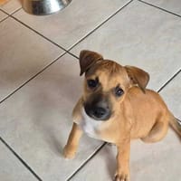 Walker, Mâle, X Berger, né le 15/01/2026, chien à adopter