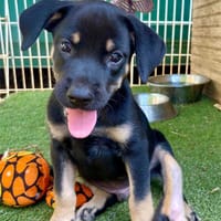 Eldo, mâle, X Berger, né le 13/02/2026, chien à adopter