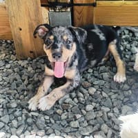 Daïquiri, mâle, X Berger, né le 13/02/2026, chien à adopter