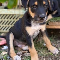 Alfie, mâle, X Berger, né le 13/02/2026, chien à adopter