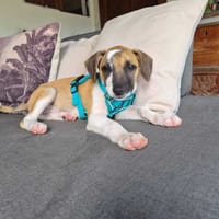 Adélie, femelle, X Berger, née le 02/01/2026, chienne à adopter