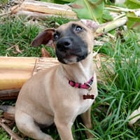 ✨️ DRACO ✨️ 🐶, chien à adopter