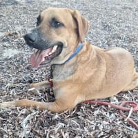 GUELIA la joie de vivre, chien à adopter