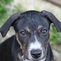 DARWIN un amour de bébé, chien à adopter