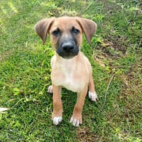 ✨️ LUCIUS ✨️ 🐶, chien à adopter