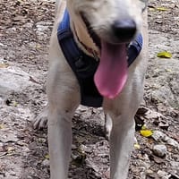 ✨️ FRANKLIN ✨️ 🐶, chien à adopter