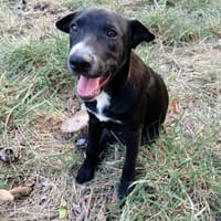 ✨️ VITO ✨️ 🐶, chien à adopter