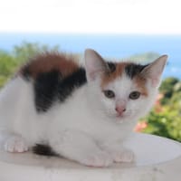 CHAT–KIRA, chaton femelle européen, chatte à adopter