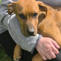 KARAMELLE, Chiot femelle Berger Créole, chien à adopter
