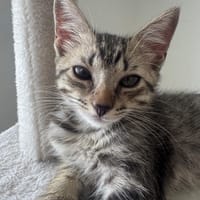 MISTY, Chaton femelle européen, chatte à adopter