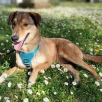 Milow  ein absoluter Herzenshund, Hund zur Adoption