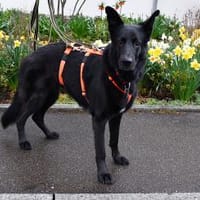 Alma sucht ihr neues Zuhause, Hündin zur Adoption