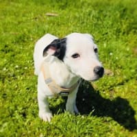 Calimero sucht ein Zuhause, Hund zur Adoption