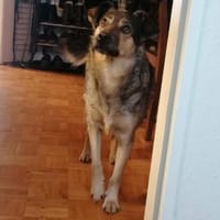 Liebe Hundeomi KATE sucht ♥, Hündin zur Adoption