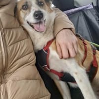 DARCY ist ein liebevolles Mädchen ♥, Hündin zur Adoption