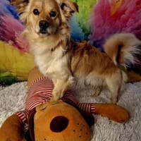 Vom schüchternen Gast zum  Entdecker, Hund zur Adoption