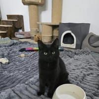 💛Lilly💛 sucht ihr Zuhause, Katze zur Adoption