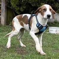 wunderschöne Sunny / in 82284 Grafrath, Hündin zur Adoption