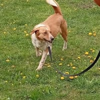 Cora - ruhig, stubenrein, bleibt alleine, Hündin zur Adoption