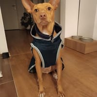 Gerardo - sucht ein neues Zuhause, Hund zur Adoption