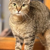 Saphira 🐈, Katze zur Adoption