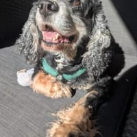 💙 Jimmy💙 such ein neues Zuhause, Hund zur Adoption