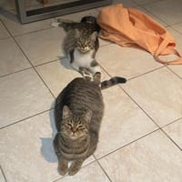 Olli und Tigy suchen passendes Körbchen, Kater zur Adoption