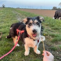 Süße Amy sucht ihr Zuhause mit Hundekump, Hündin zur Adoption