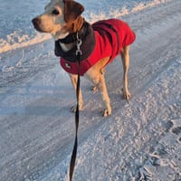 💙Sam💙sucht ein liebevolles Zuhause 🫶, Hund zur Adoption