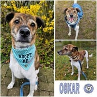 OSKAR -menschenbezogen & unkompliziert-, Hund zur Adoption