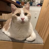 Quinn sucht liebevolle Dosenöffner, Kater zur Adoption