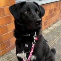 Dante sucht Hundeversteher, Hund zur Adoption