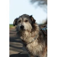 Fidelio - wartet in 96369 Weißenbrunn, Hund zur Adoption