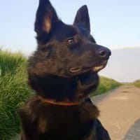 Wer schenkt Hummel ein neues Zuhause?, Hündin zur Adoption